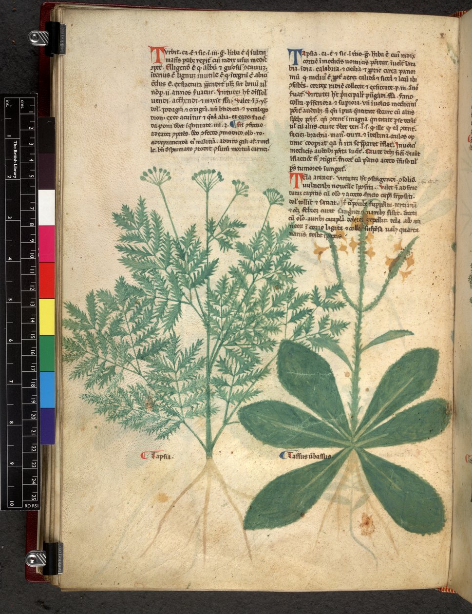 Egerton 747 f.101v Trakaatti yrteistä, n. 1280-1310 (muste ja väri velumilla) tekijältä Bartholomaei Mini de Senis