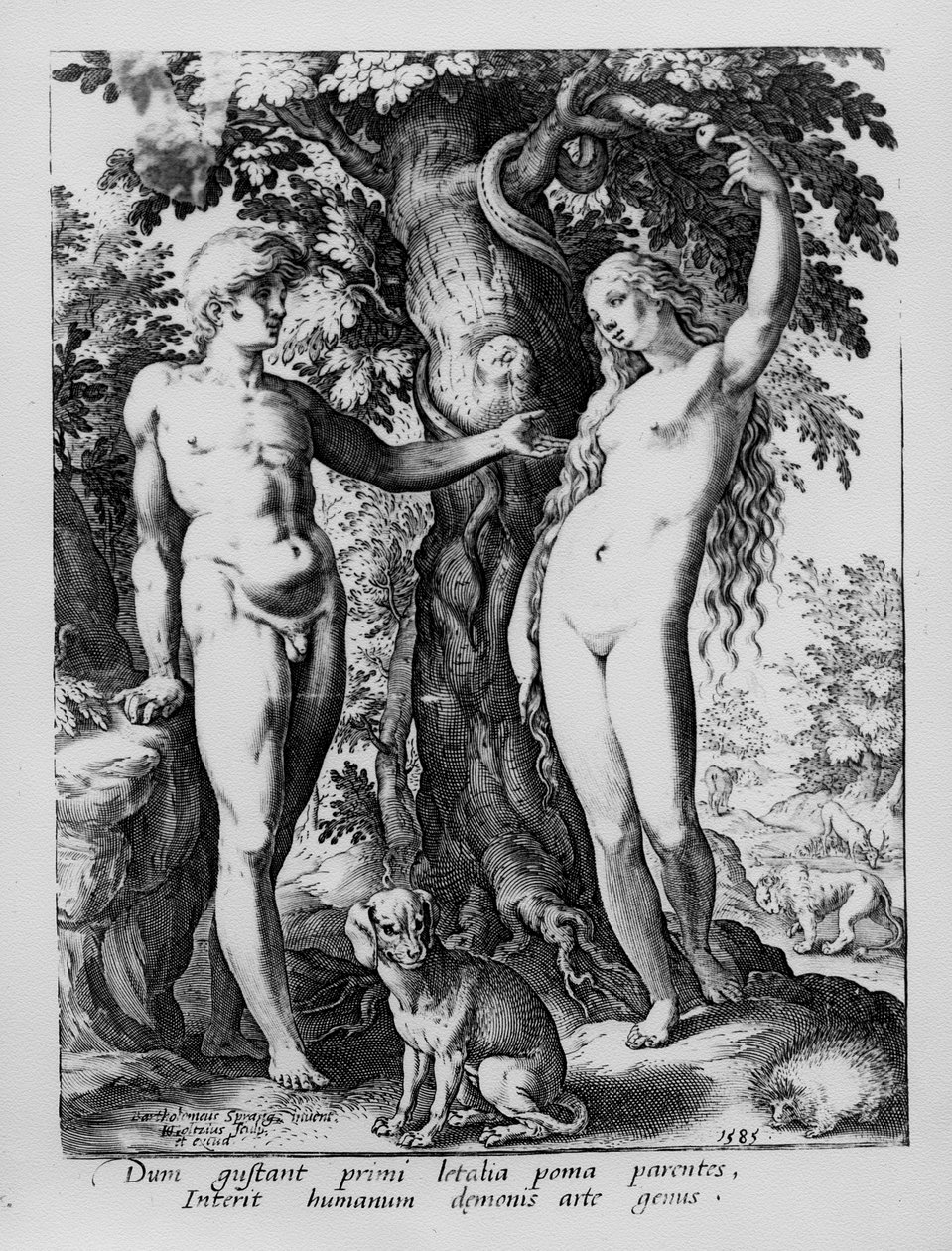 Aatami ja Eeva, kaiverrettu Hendrik Goltziuksen toimesta, 1585. tekijältä Bartholomaeus Spranger