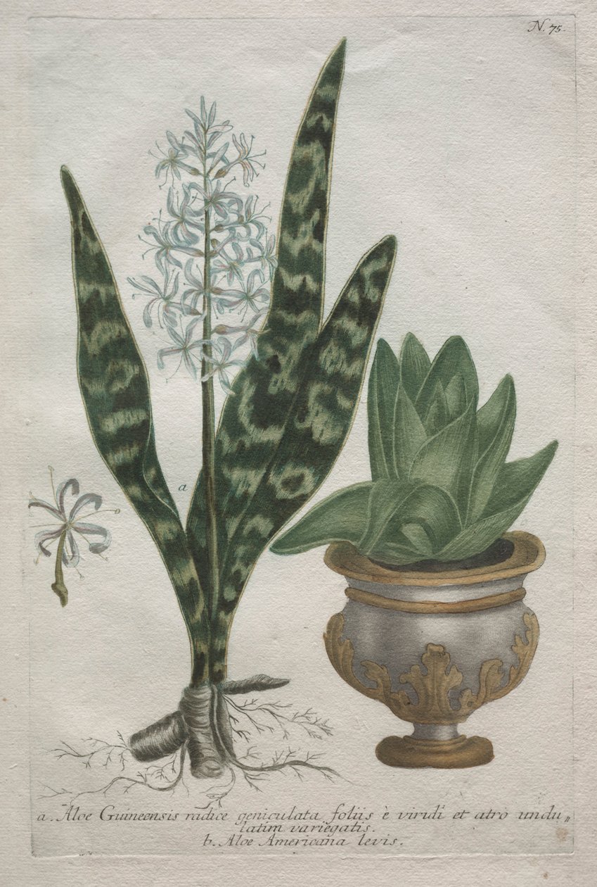 Aloes. tekijältä Bartholomaus Seutter