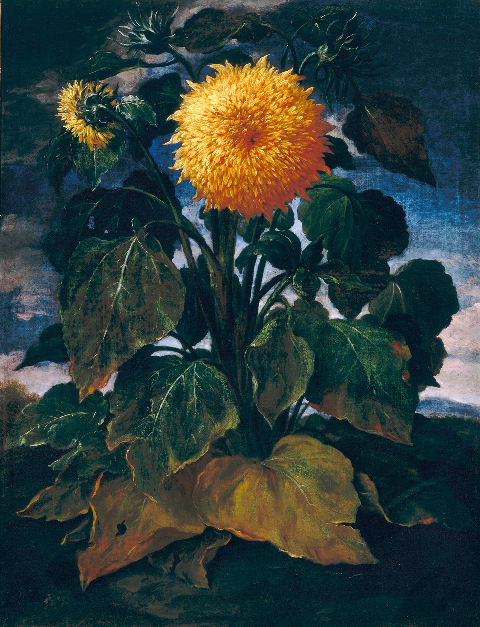 Kaksinkertainen auringonkukka tekijältä Bartolomeo Bimbi