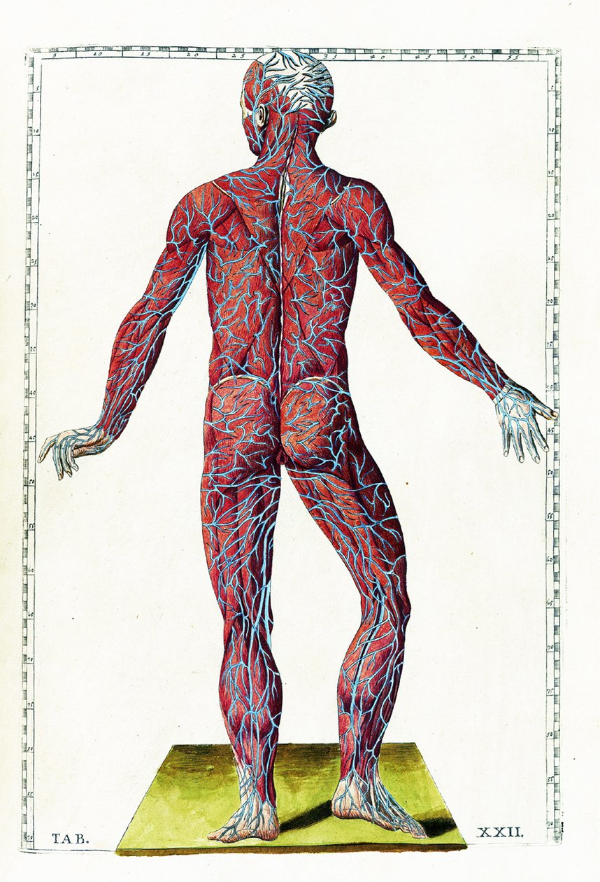 Tabulae anatomicae tekijältä Bartolomeo Eustachi