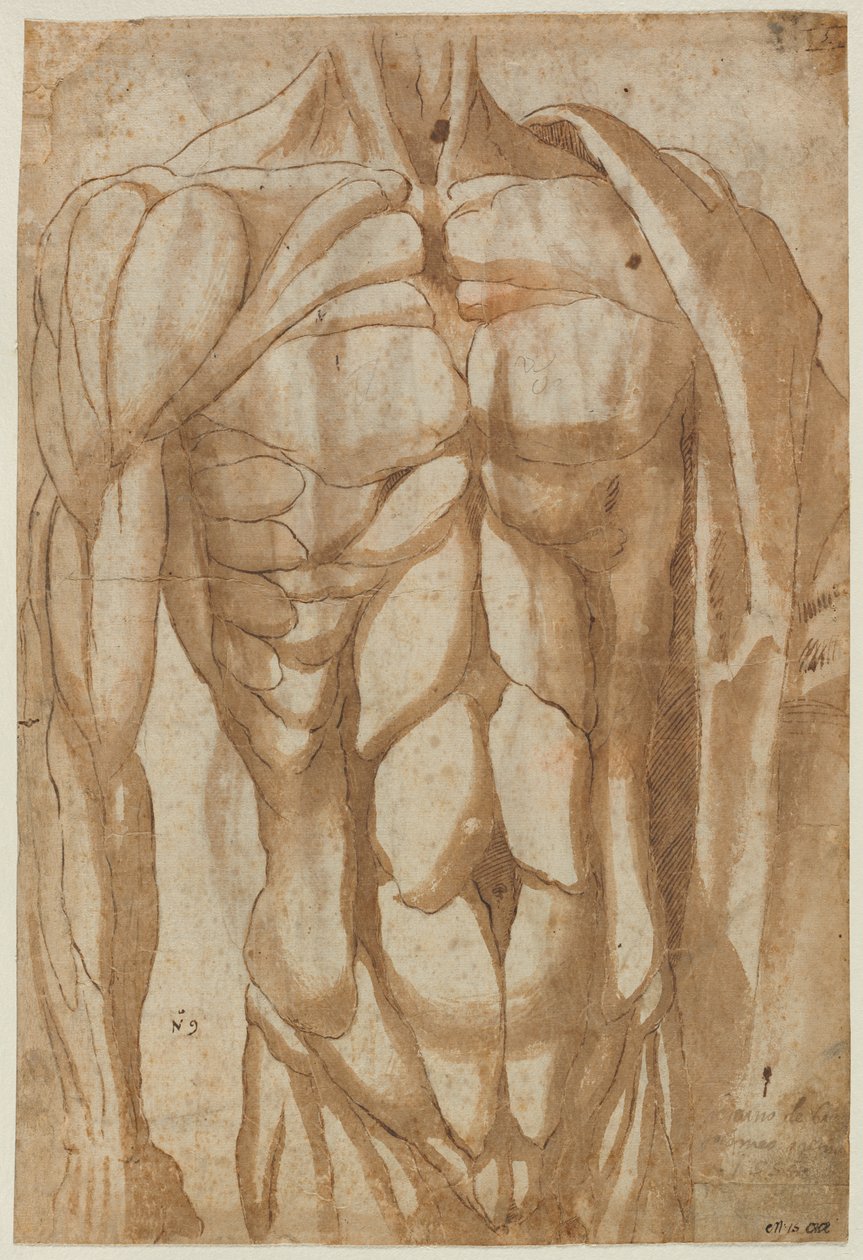 Tutkimus nyljetystä torsosta, 1554. tekijältä Bartolommeo da Arezzo