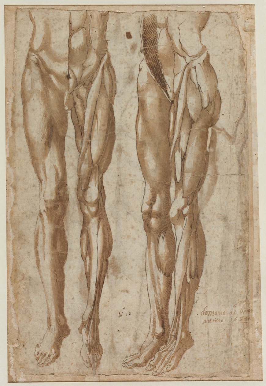 Kaksi tutkimusta nyljetystä miehestä (recto) tekijältä Bartolommeo da Arezzo