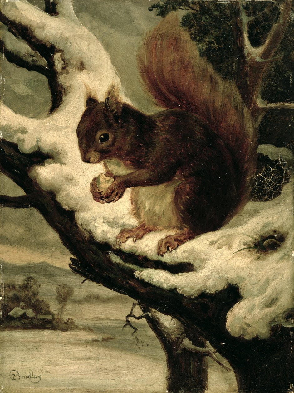 Punainen orava syö pähkinää (öljy myllylaudalle) tekijältä Basil Bradley