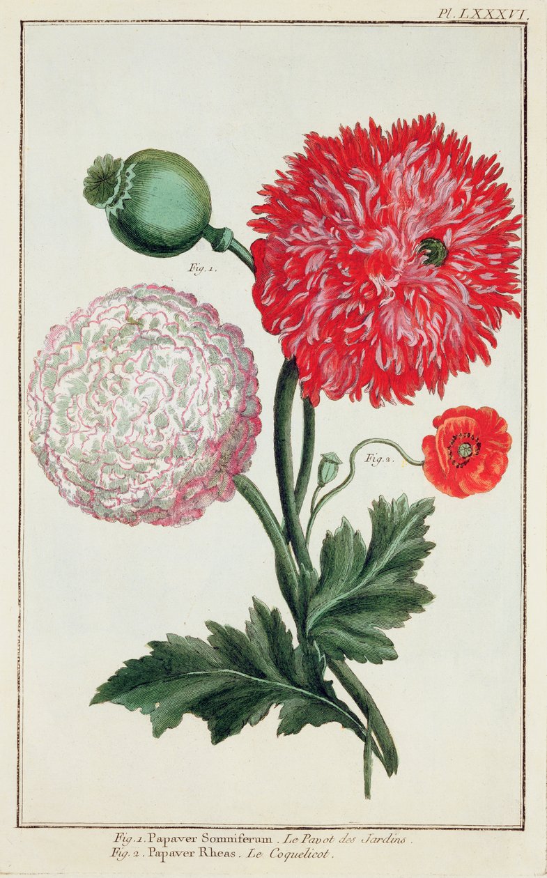 Papaver somniferum ja Papaver rheas kaiverrettu saksalaisen koulun 1700-luvulla tekijältä Basilius Besler