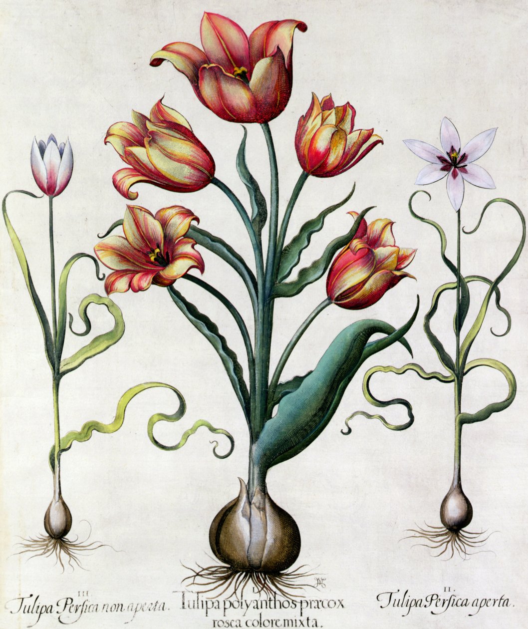 Tulipa Perfica non aperta, Tulipa Polyanthos Pracox, Tulipa Perfica aperta kaiverrettu saksalainen koulu 17. vuosisata tekijältä Basilius Besler