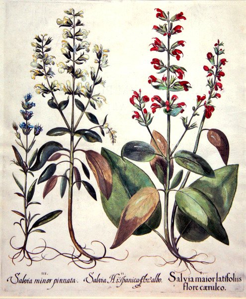 Salvia-lajit (käsin väritetty kaiverrus) tekijältä Basilius (after) Besler
