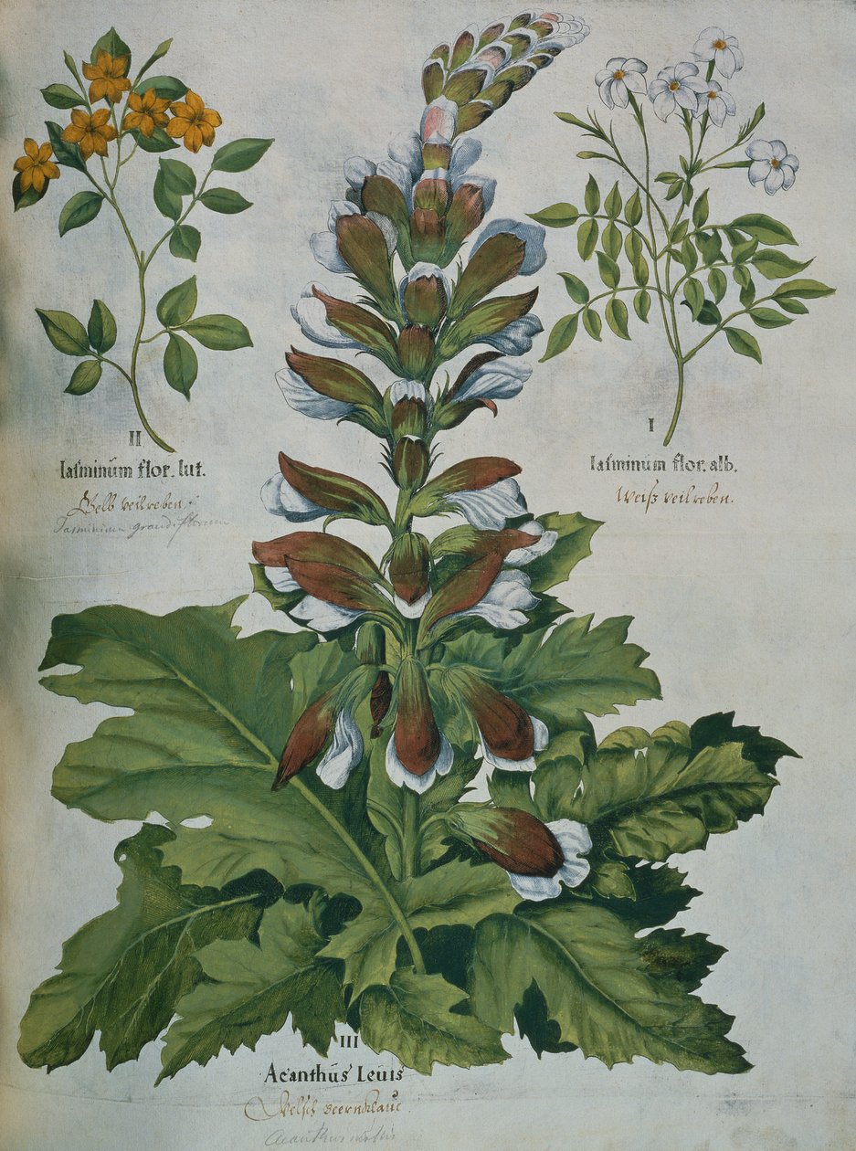 Lehti Beslerin Hortus Eystettensisistä (värillinen kaiverrus) tekijältä Basilius Besler