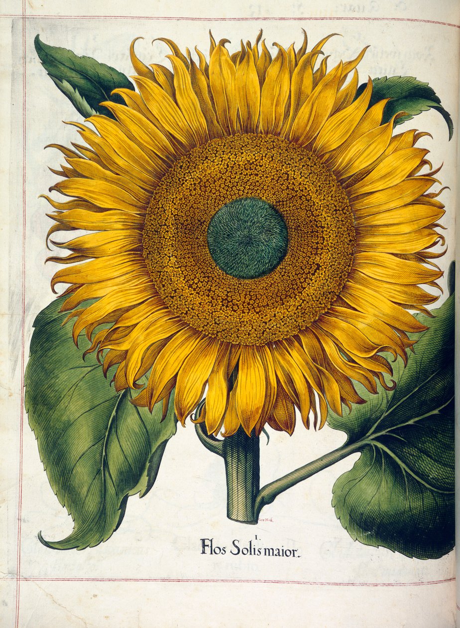 Auringonkukka (flos solis maior), kirjasta "Hortus Eystettensis" tekijältä Basilius Besler
