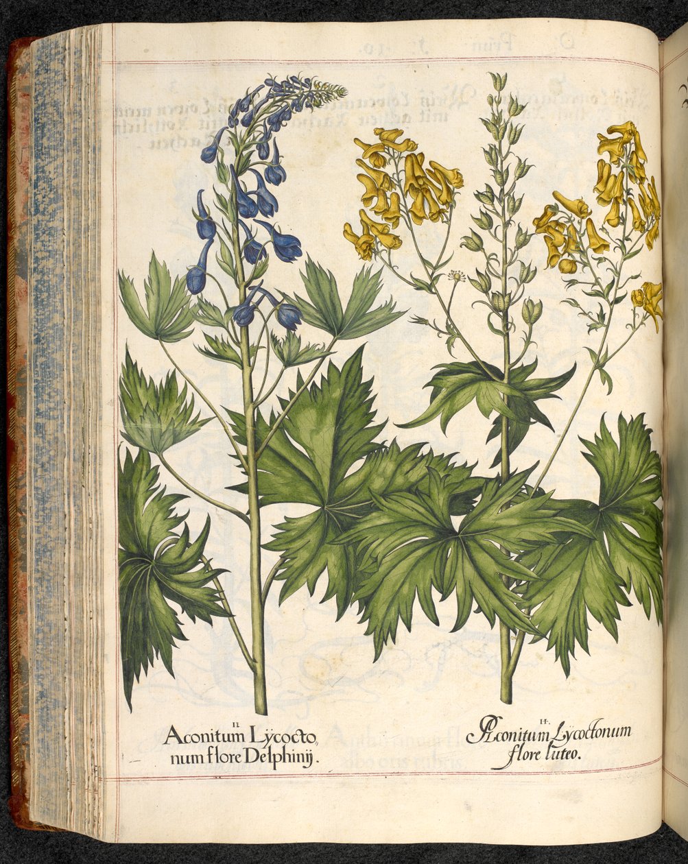 Aconitum lycoctonum (Wolfsbane) Hortus Eystettensis, Basilius Besler tekijältä Basilius Besler