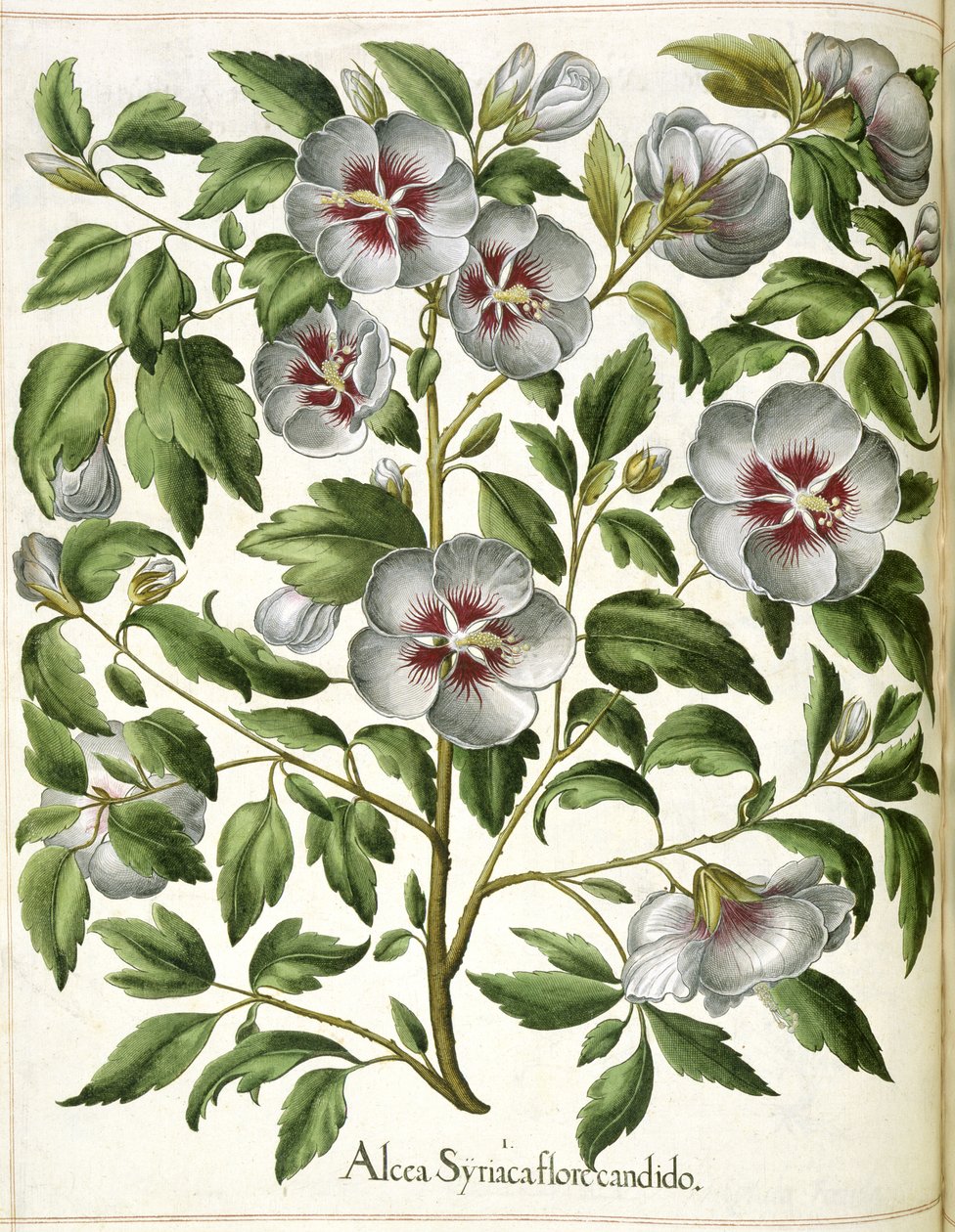 Alcca Syriaca, "Hortus Eystettensis" tekijältä Basilius Besler