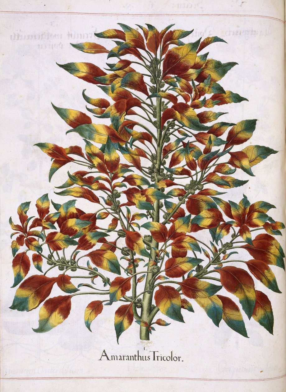 Amaranthus Tricolor, "Hortus Eystettensis" tekijältä Basilius Besler