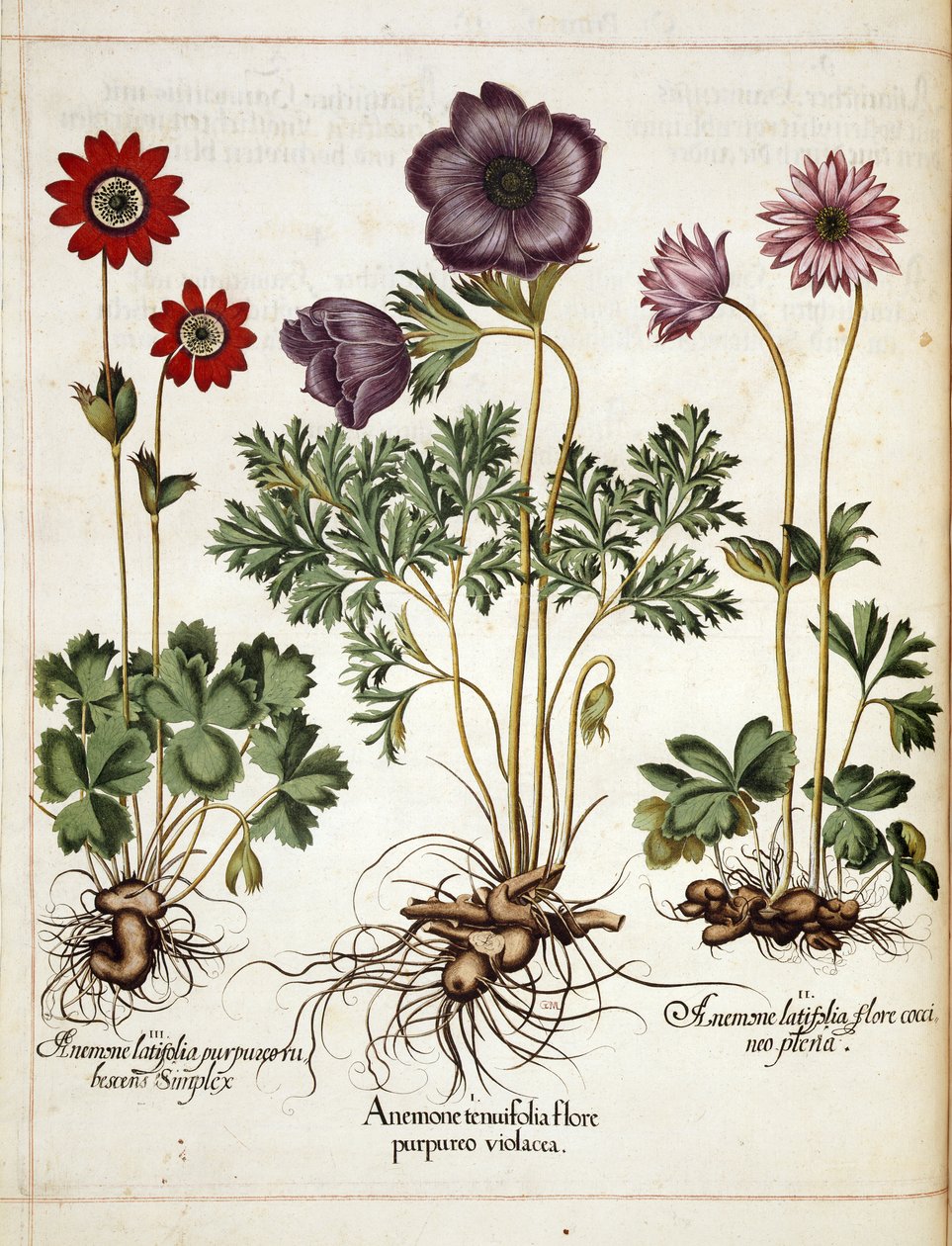 Anemone, "Hortus Eystettensis" tekijältä Basilius Besler