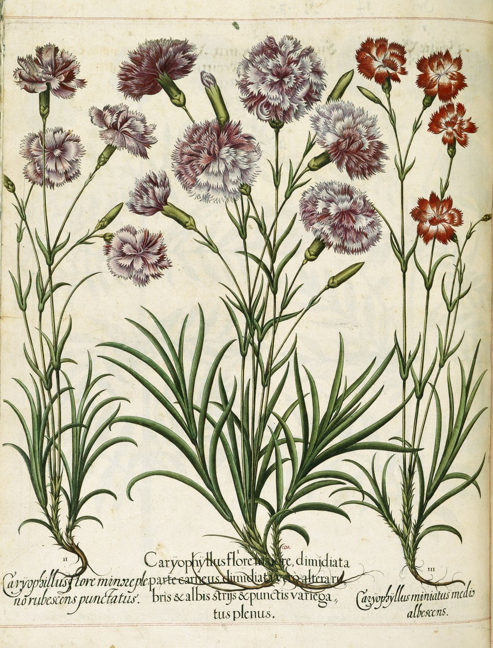 Caryophyllus, "Hortus Eystettensis" tekijältä Basilius Besler