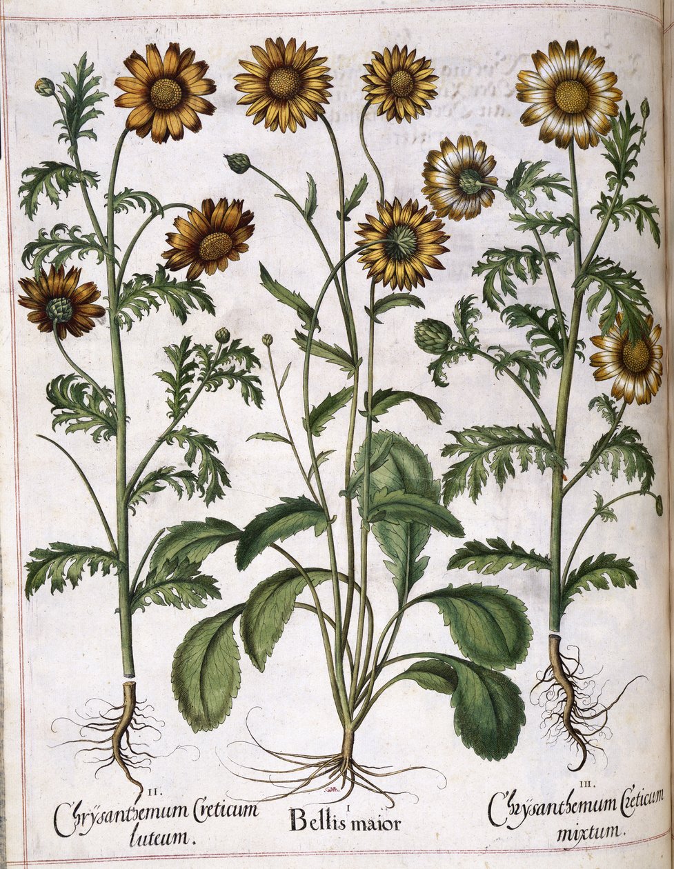 Krysanteemi, "Hortus Eystettensis" tekijältä Basilius Besler