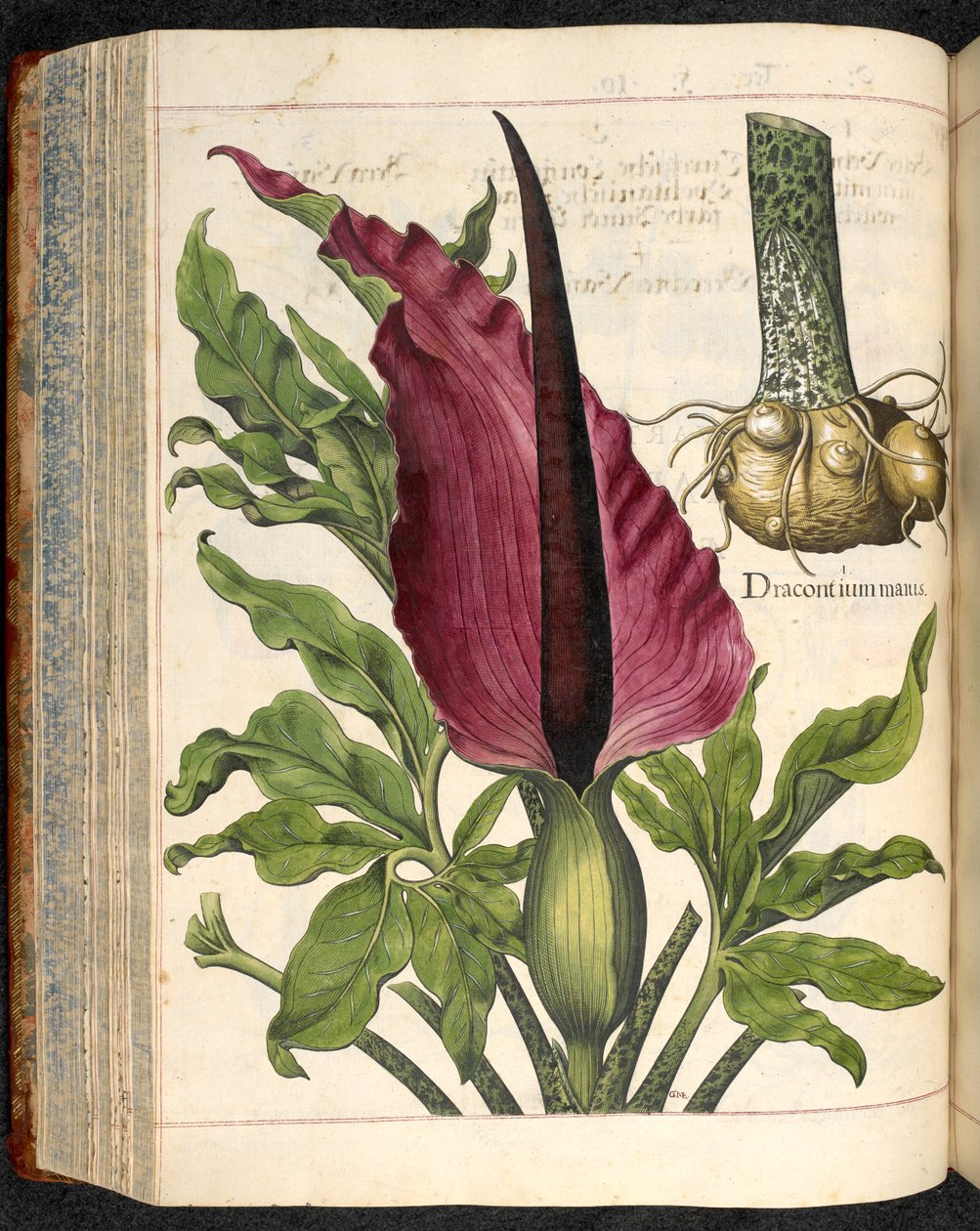 Dracontium Maius, Hortus Eystettensis, Basilius Besler tekijältä Basilius Besler