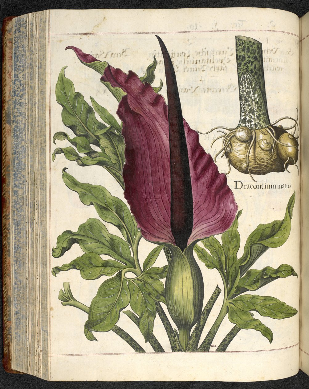 Dracontium Maius, kuvitus teoksesta 