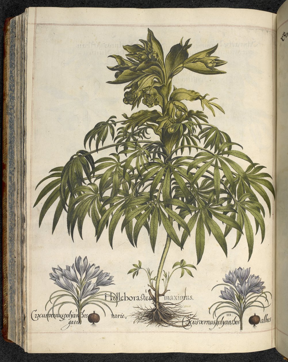 Helleborus, Kuvitus teoksesta 