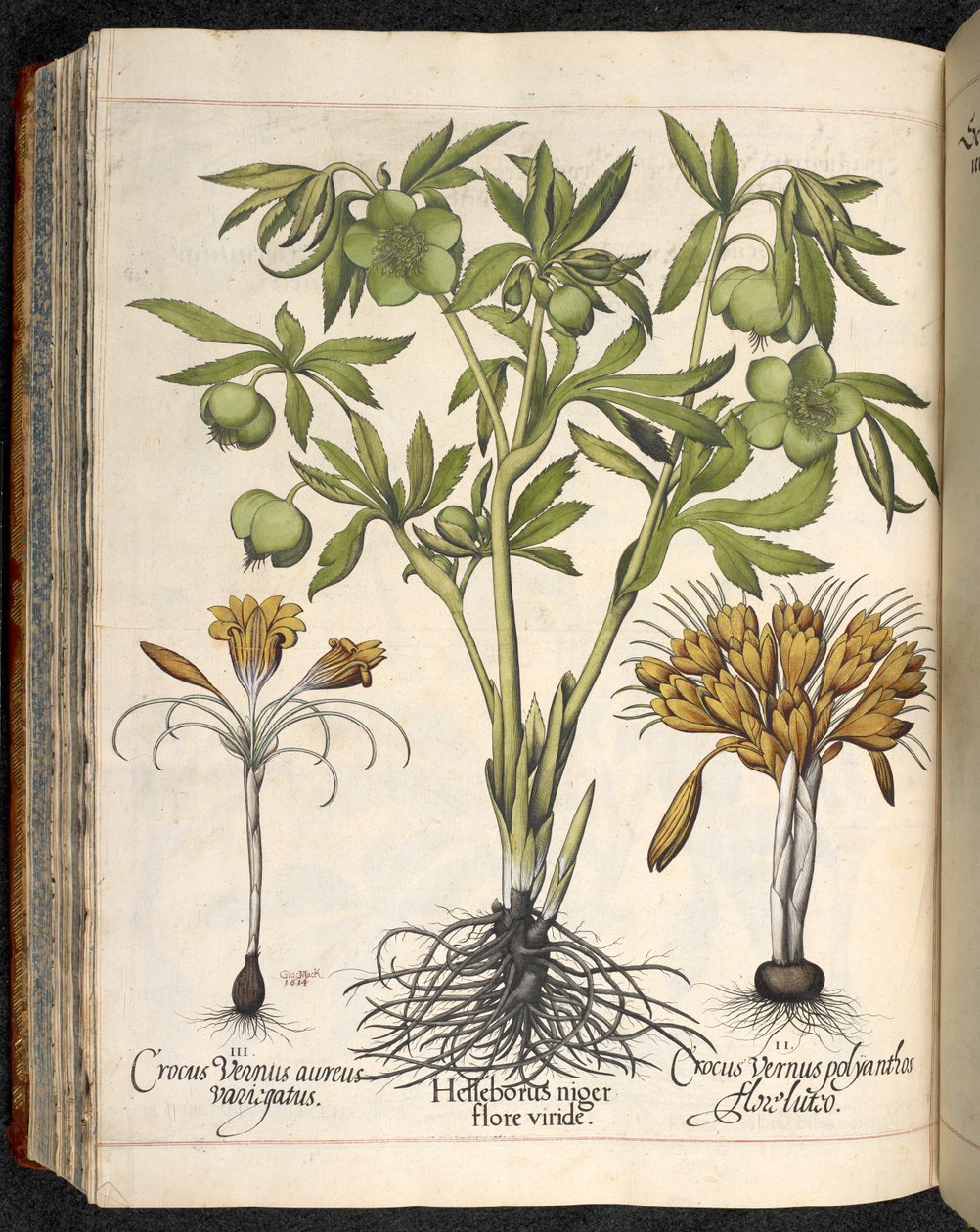 Helleborus niger, Crocus vernus, Hortus Eystettensis, Basilius Besler tekijältä Basilius Besler