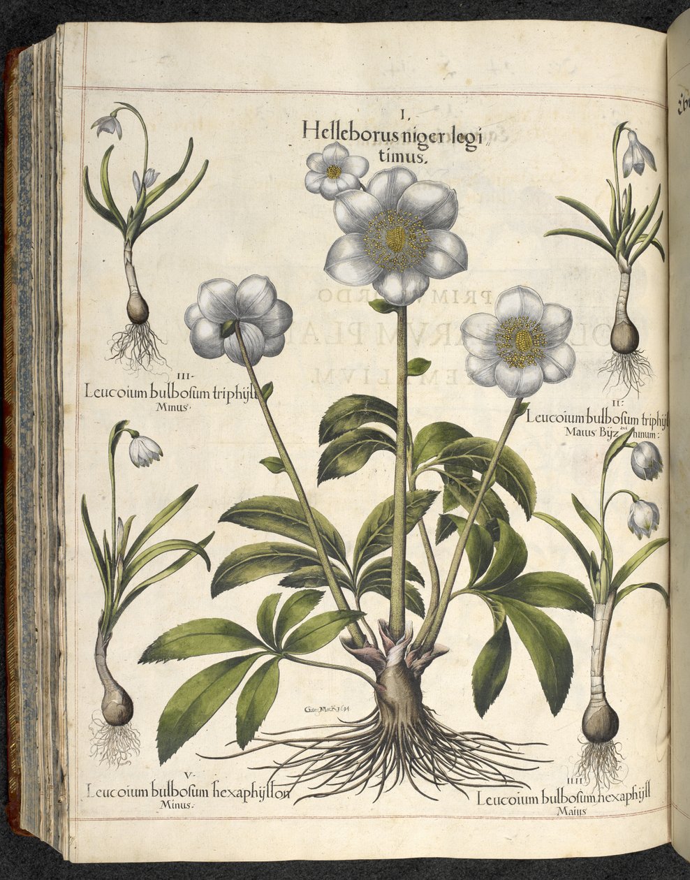 Helleborus niger, Kuvitus teoksesta "Hortus Eystettensis, sive diligens et accurata omn", n. 1613 (värinen kaiverrus) tekijältä Basilius Besler
