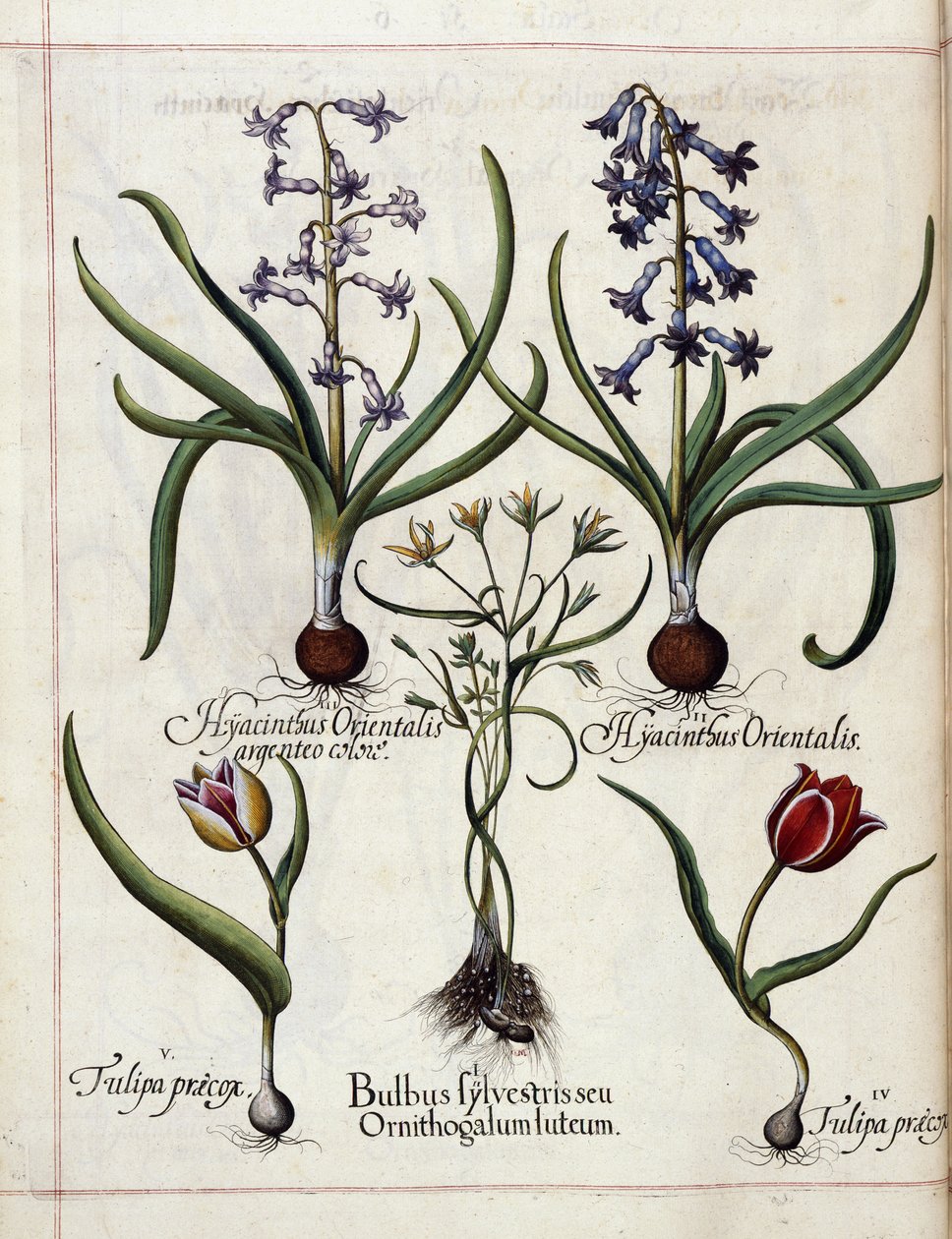Hyasintti ja tulppaani, "Hortus Eystettensis" tekijältä Basilius Besler
