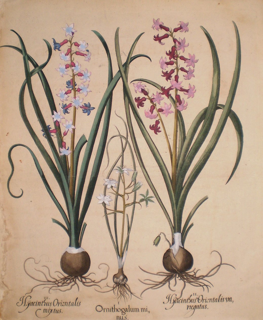 Hyacinthus orientalis mixtus-Ornithogalum minus-Hyacinthus orientalis veriegatus tekijältä Basilius Besler