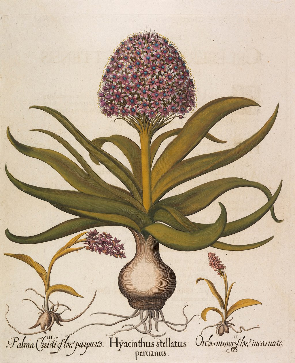 Hyacinthus stellatus, 1613 tekijältä Basilius Besler