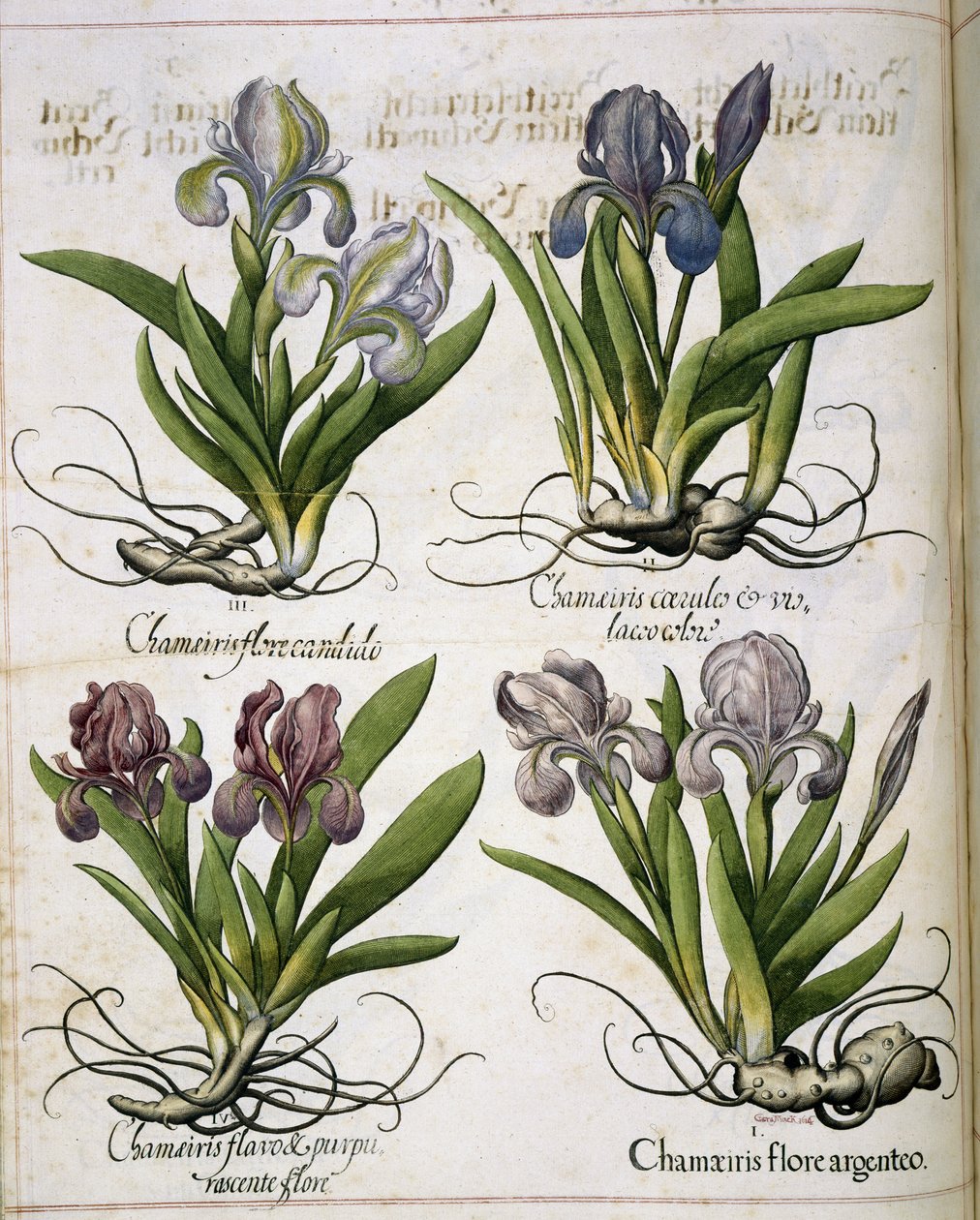 Iris, kappaleesta "Hortus Eystettensis" tekijältä Basilius Besler