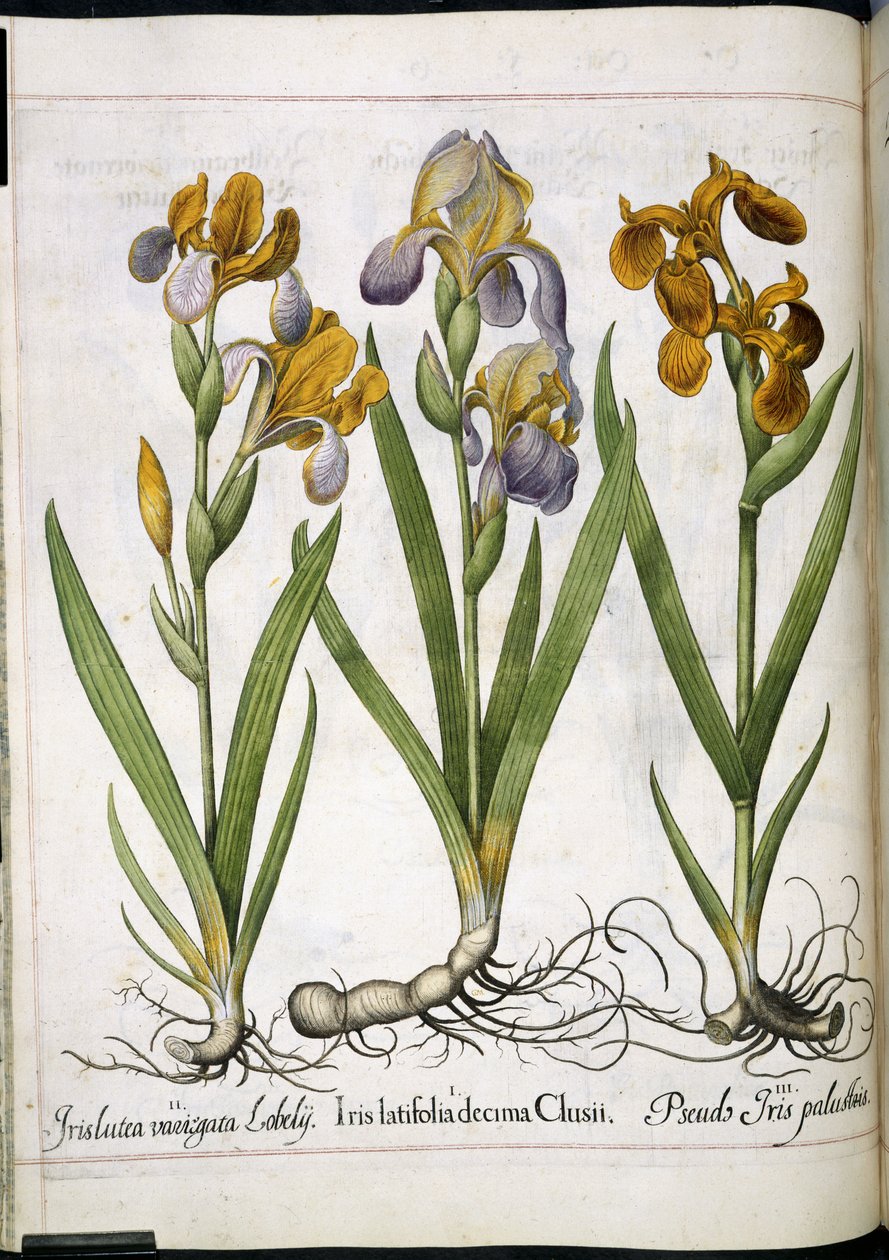Iris, kappaleesta "Hortus Eystettensis" tekijältä Basilius Besler