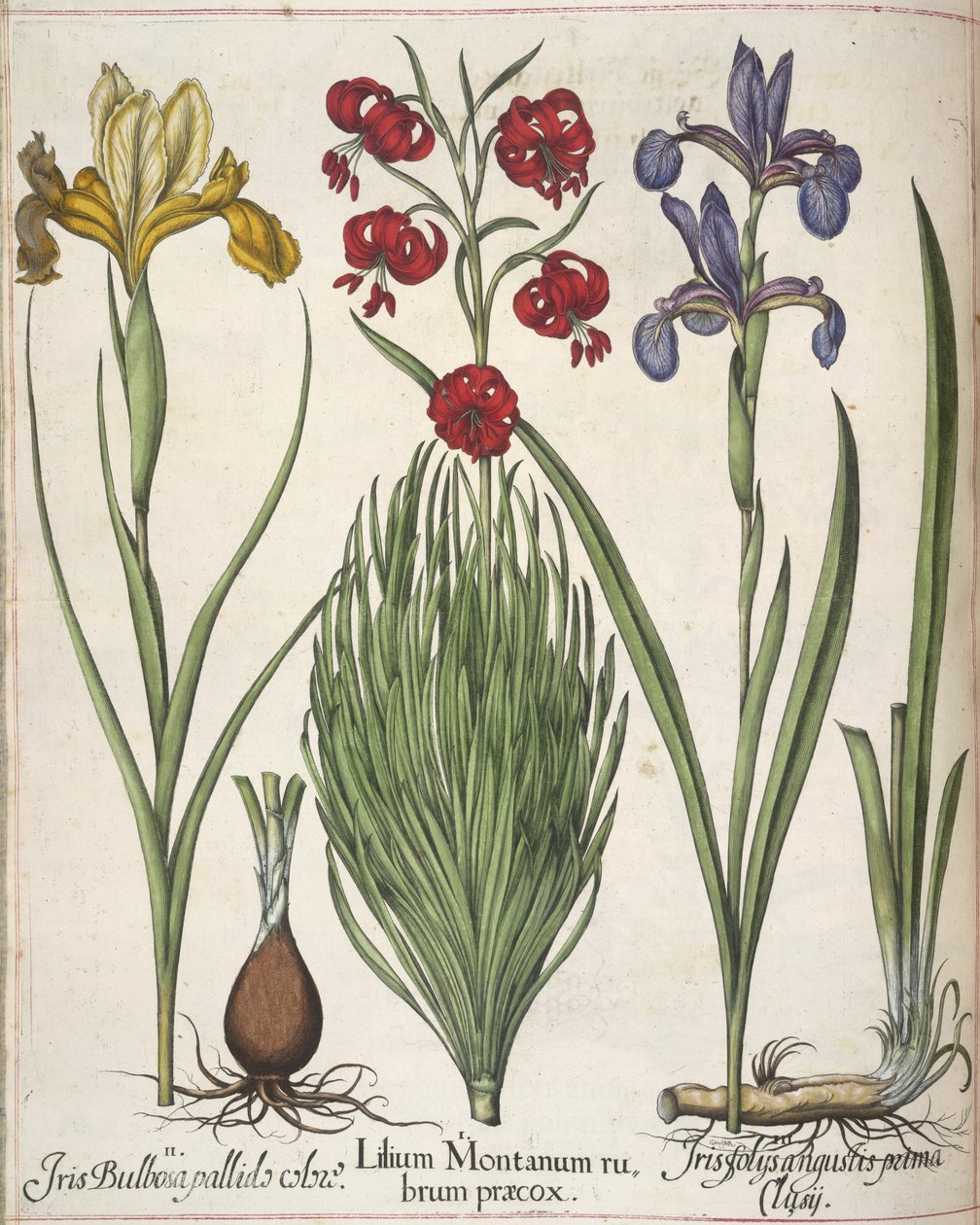 Iris, kappaleesta "Hortus Eystettensis" tekijältä Basilius Besler