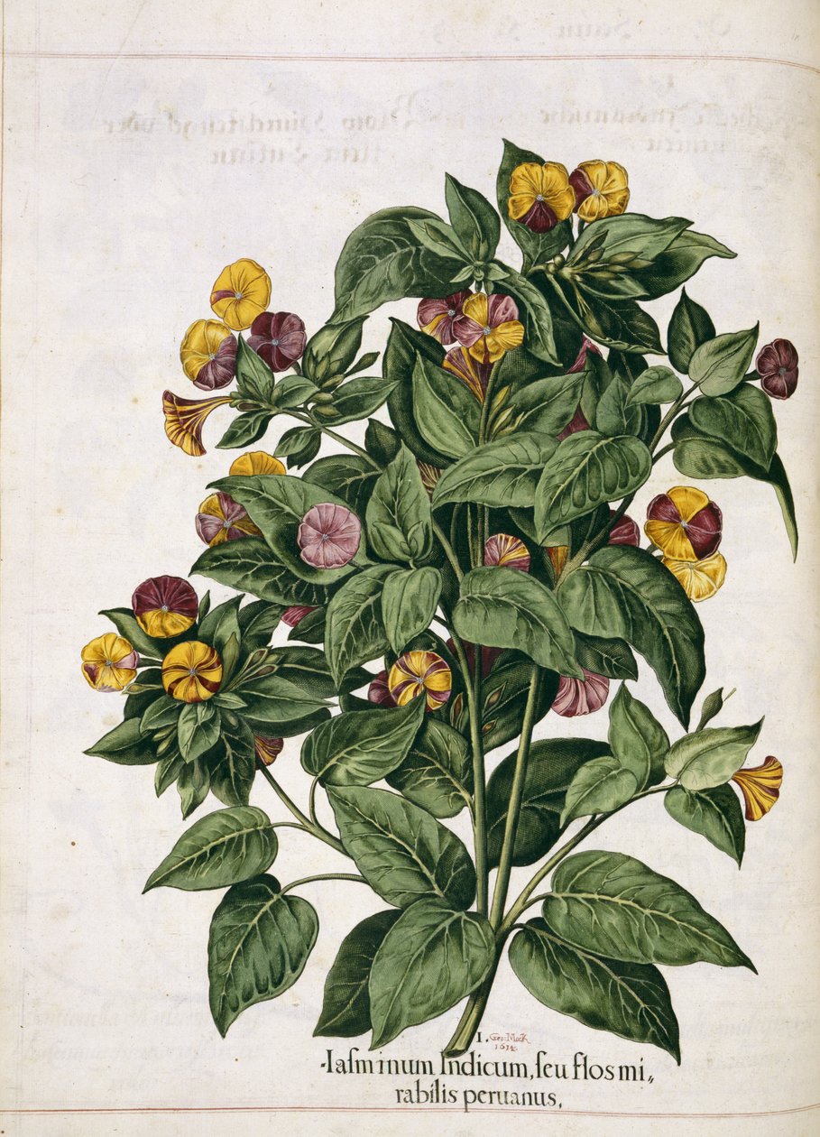 Jasmine, "Hortus Eystettensis" tekijältä Basilius Besler