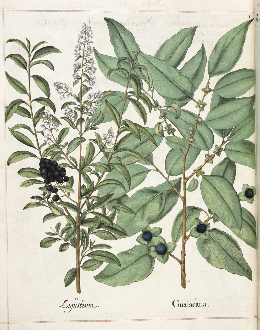 Ligustrum i Guiacana, de 