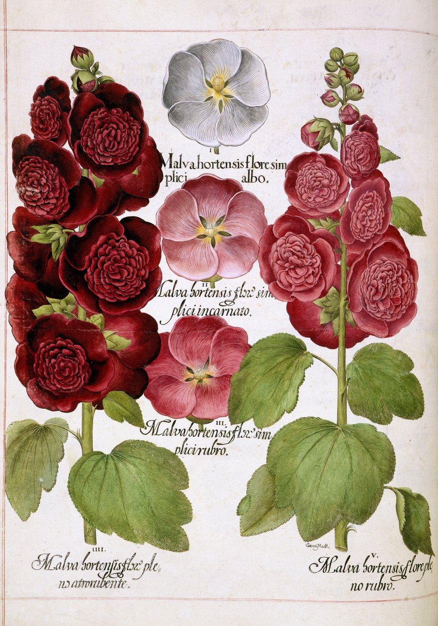 Malva Hortensis, "Hortus Eystettensis" tekijältä Basilius Besler