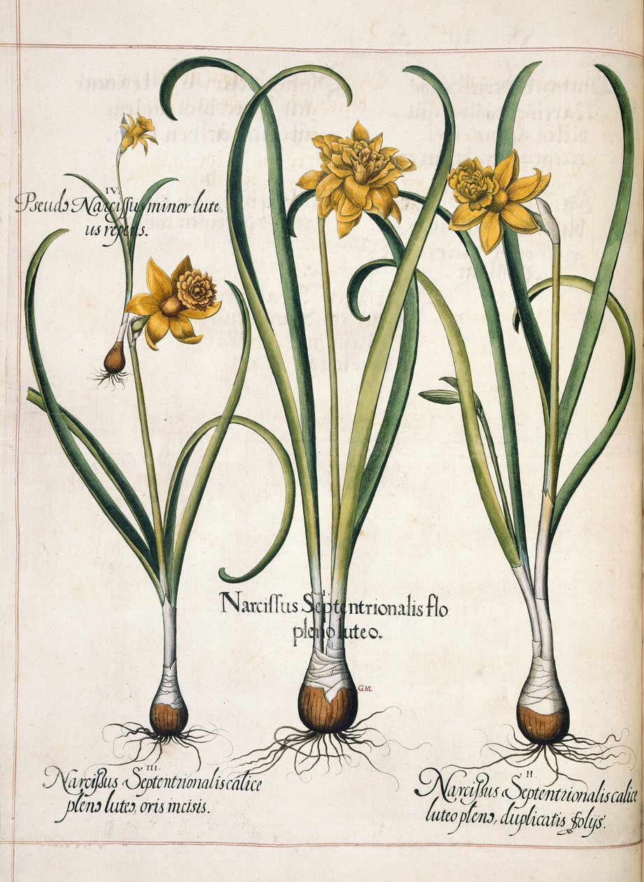 Narcissus, kirjasta "Hortus Eystettensis" tekijältä Basilius Besler