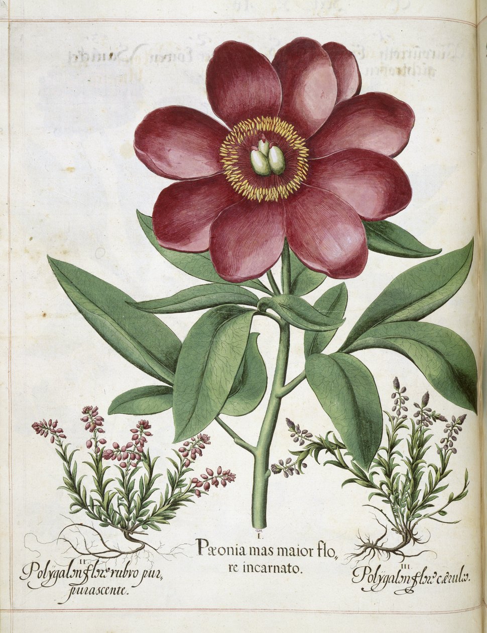 Pioni, "Hortus Eystettensis" tekijältä Basilius Besler