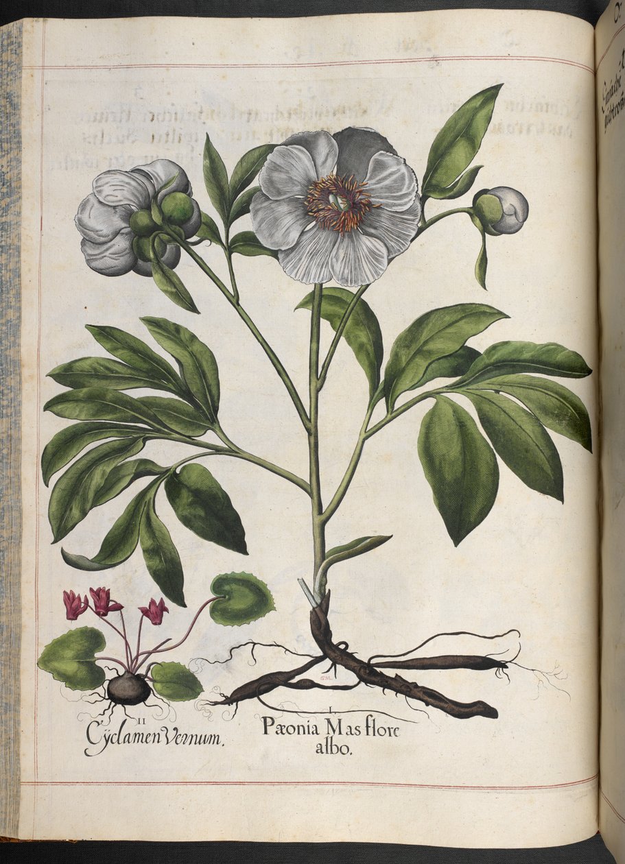Levy 106: Cyclamen Vernum, Paonia Mas flore albo, Hortus Eystettensis, Basilius Besler tekijältä Basilius Besler