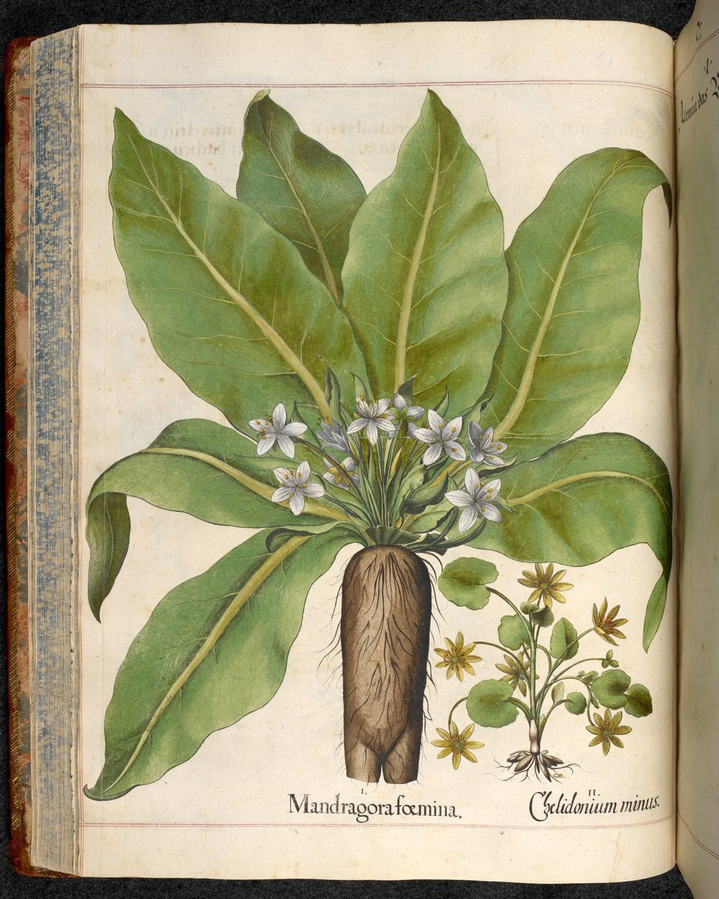 Levy 29: Mandragora femina (Mandrake), Hortus Eystettensis, Basilius Besler tekijältä Basilius Besler