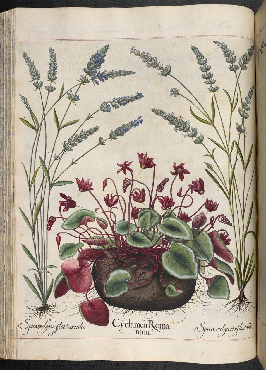 Levy 347: Cyclamen Romanum, Hortus Eystettensis, Basilius Besler tekijältä Basilius Besler