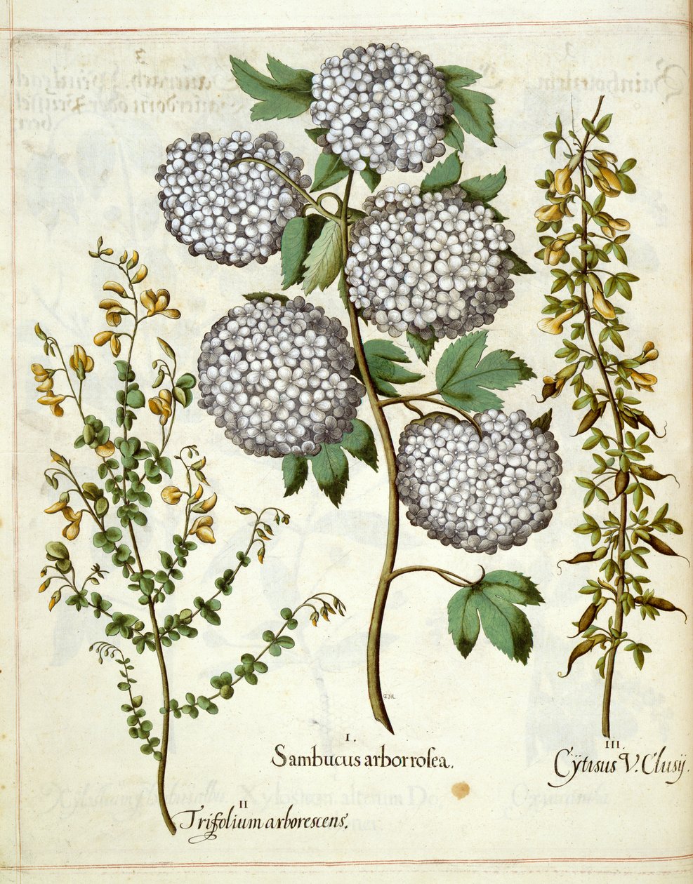 Elder, Trillium ja Cytisus, Hortus Eystettensisistä tekijältä Basilius Besler