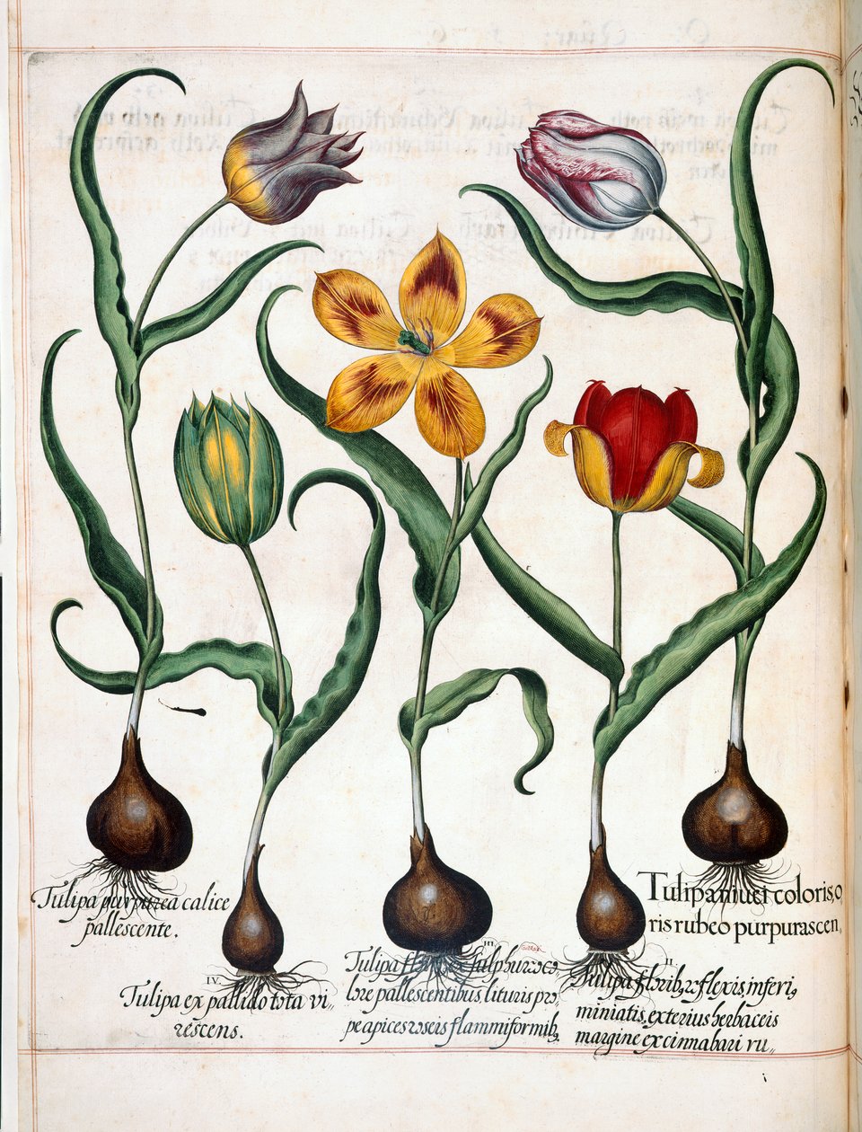 Tulppaani, "Hortus Eystettensis" tekijältä Basilius Besler