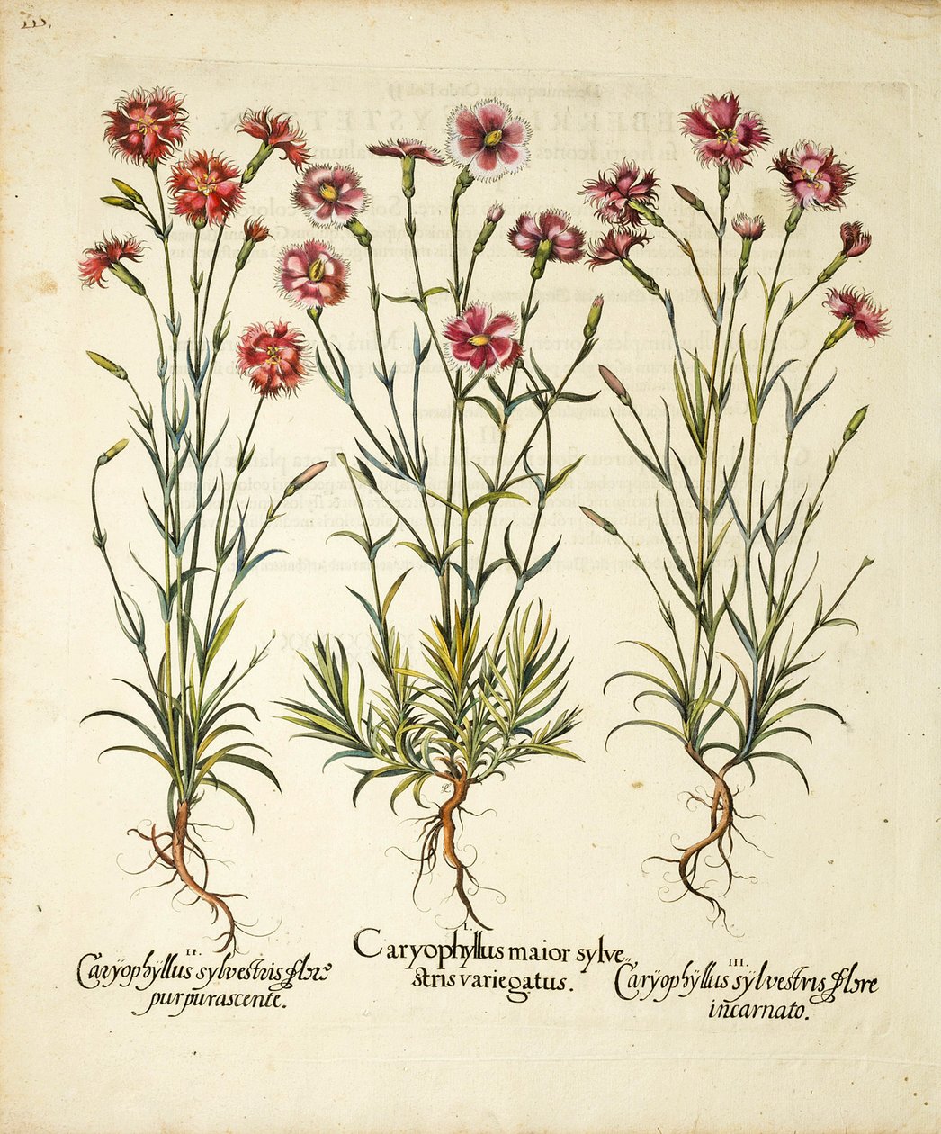 Caryophyllus Sylvestris -lajikkeet julkaistu Hortus Eystettensisissä, 1613 tekijältä Basilius Besler