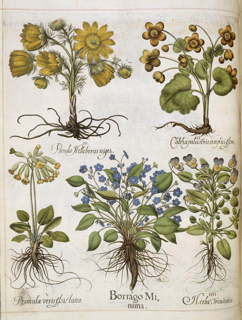Erilaisia kasveja, 