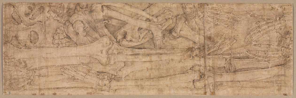 Arm Bones, 1540-luvun alku. tekijältä Battista Franco