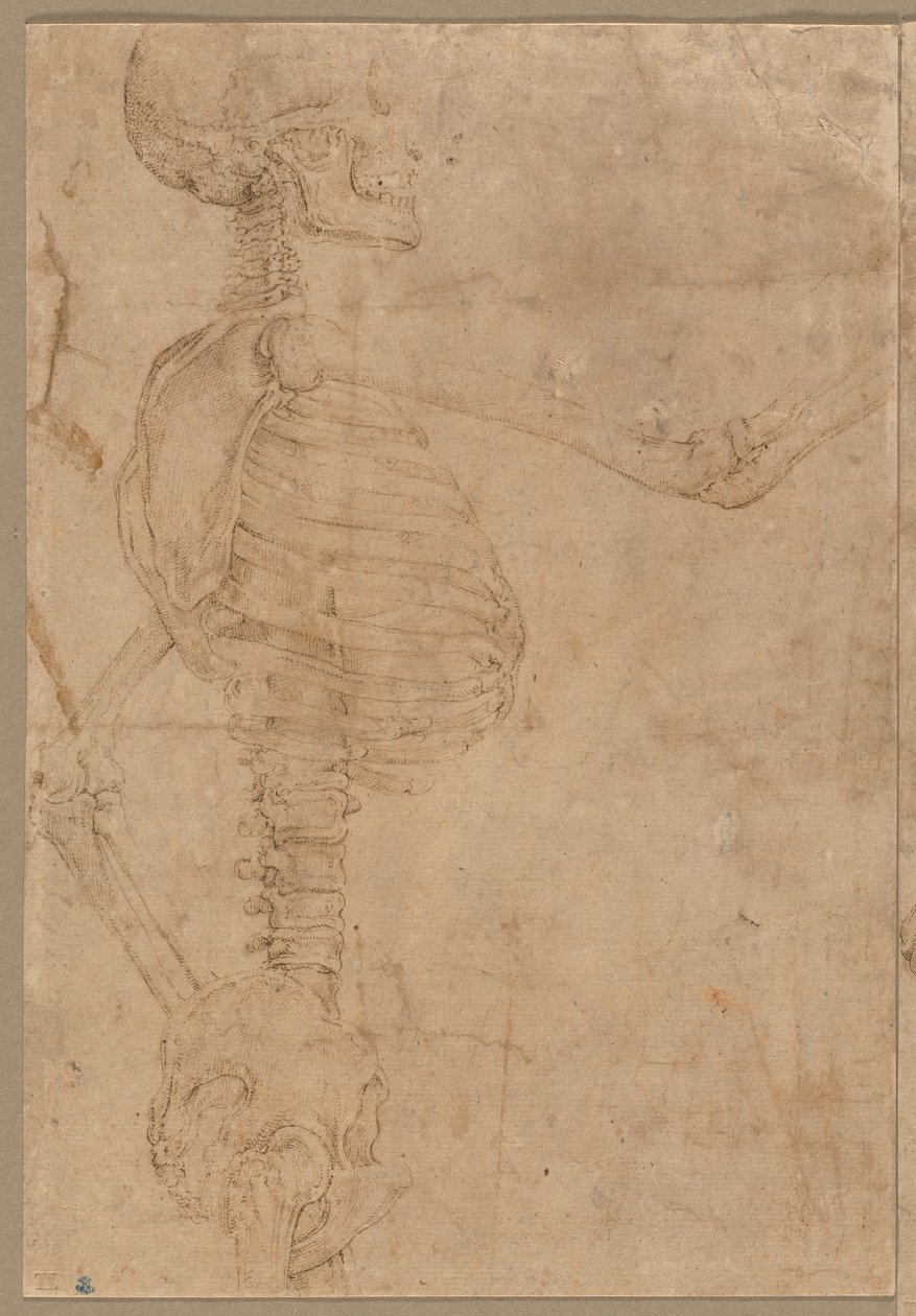 Puolipitkä luuranko profiilissa, 1540-luvun alku. tekijältä Battista Franco