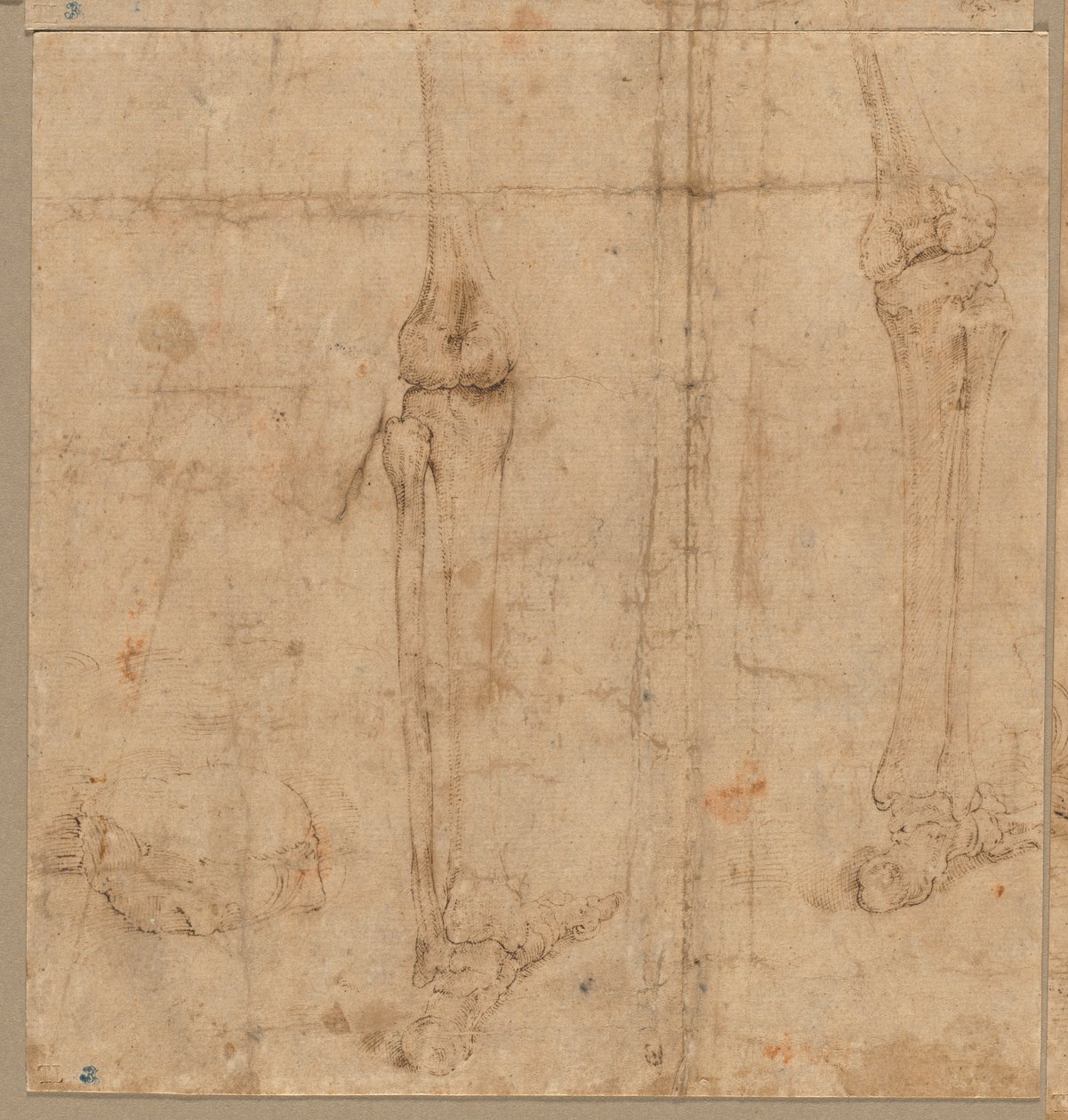 Luurankon alapuoli selästä, 1540-luvun alku. tekijältä Battista Franco