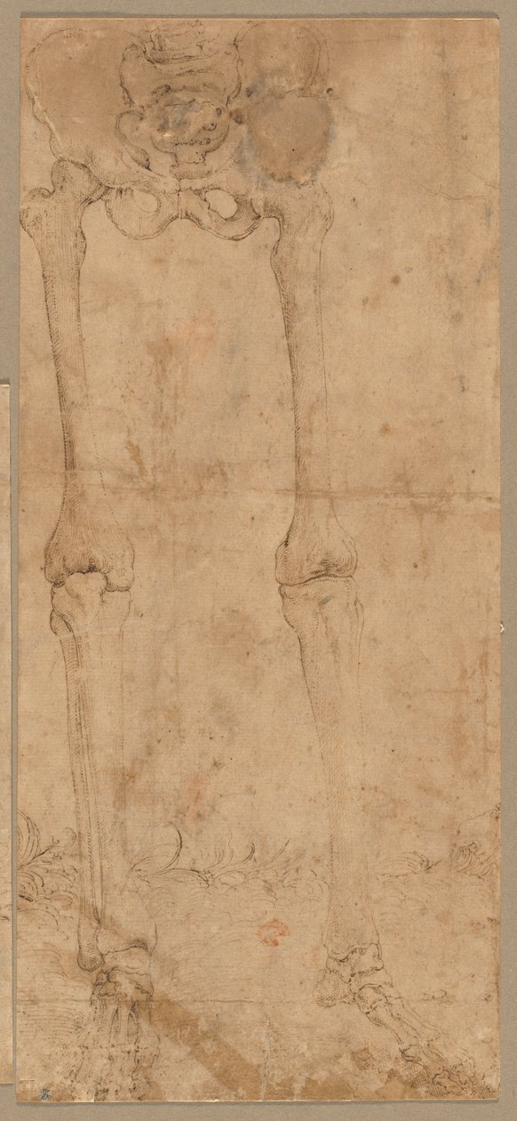 Luurankon alapuoli edestä, 1540-luvun alku. tekijältä Battista Franco