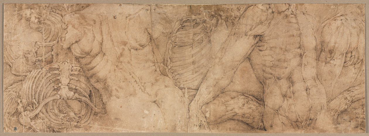 Vartalot rintakehillä, 1540-luvun alku. tekijältä Battista Franco