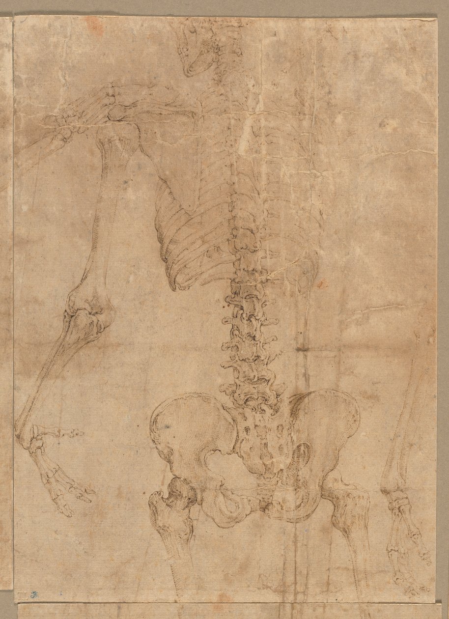 Luurankon ylempi puolisko takaapäin, 1540-luvun alku. tekijältä Battista Franco