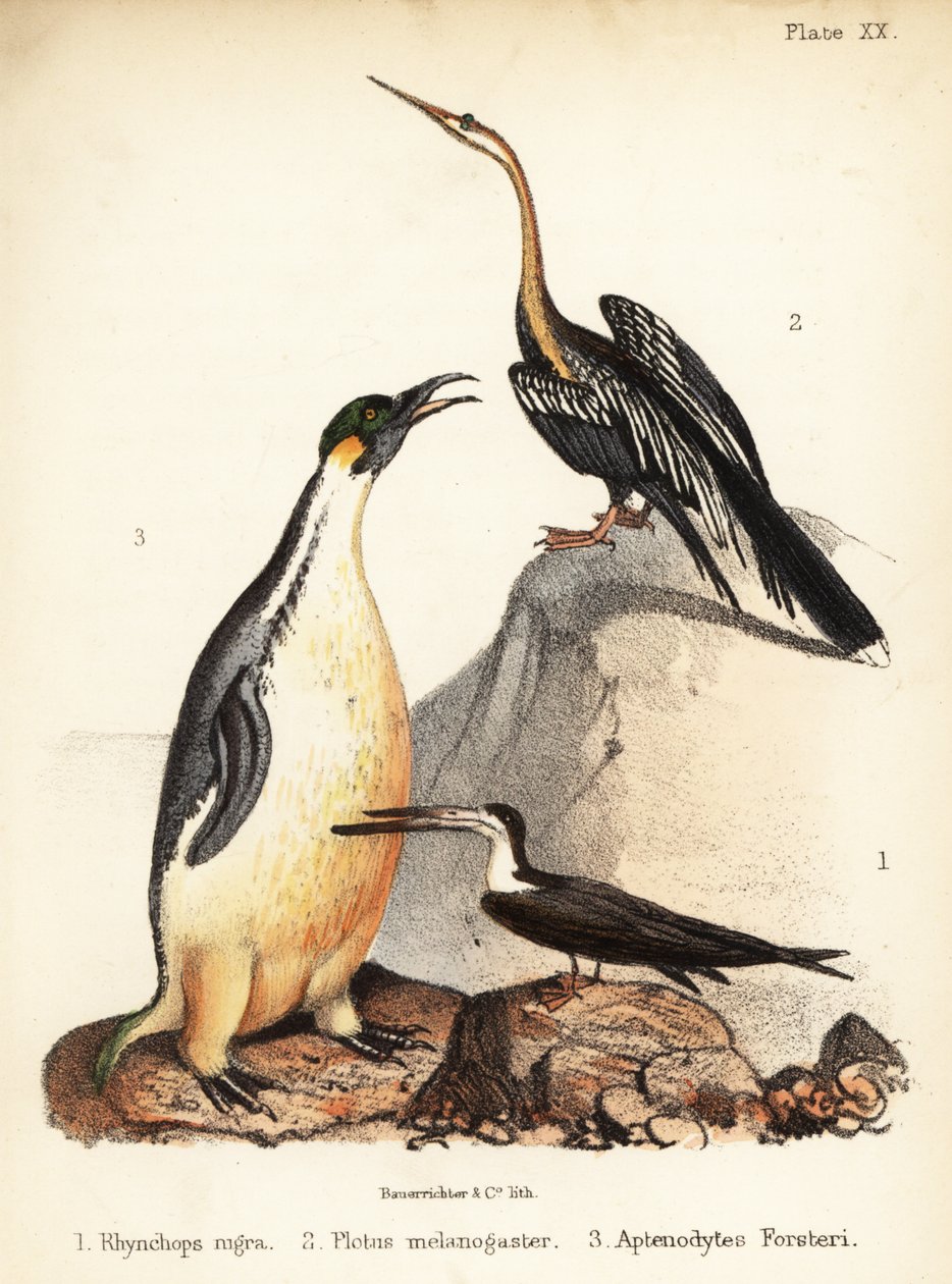 Musta skimmeri, itämainen tikka ja keisaripingviini. 1855 (litografia) tekijältä Bauerrichter