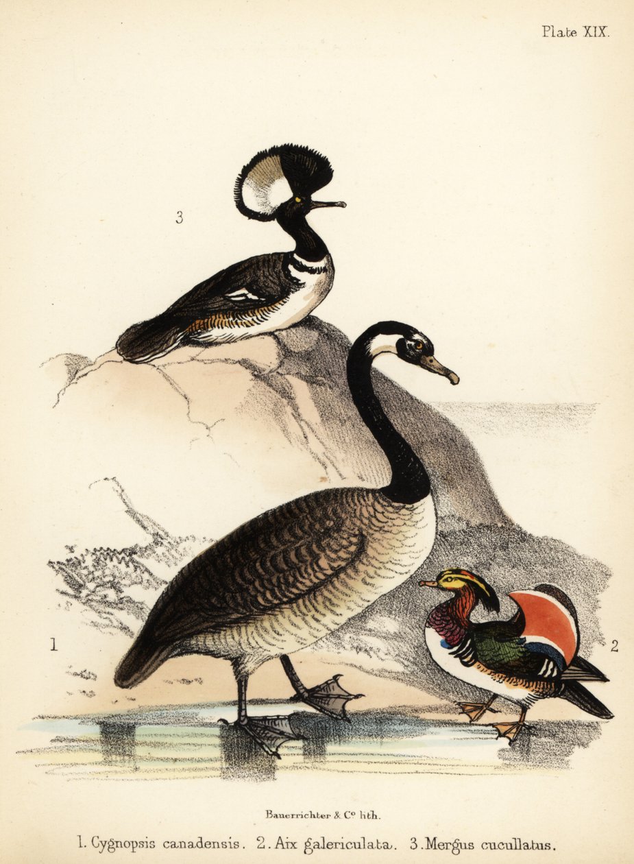 Kanadanhanhi, mandariiniankka ja huppari. 1855 (litografia) tekijältä Bauerrichter